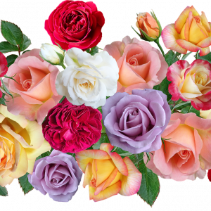 Einladung zur Lehrfahrt zu einem Rosenzüchter Gärtnerei Weniger am Donnerstag 03. April 2025