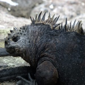 Herzliche Einladung zum Vortrag über die faszinierenden Galapagos-Inseln mit Karin Würslin