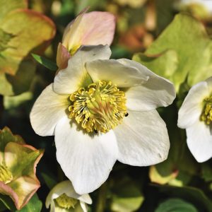 Einladung Lehrfahrt zur Christrosen-Gärtnerei Geywitz nach Illingen am 22.01.2026