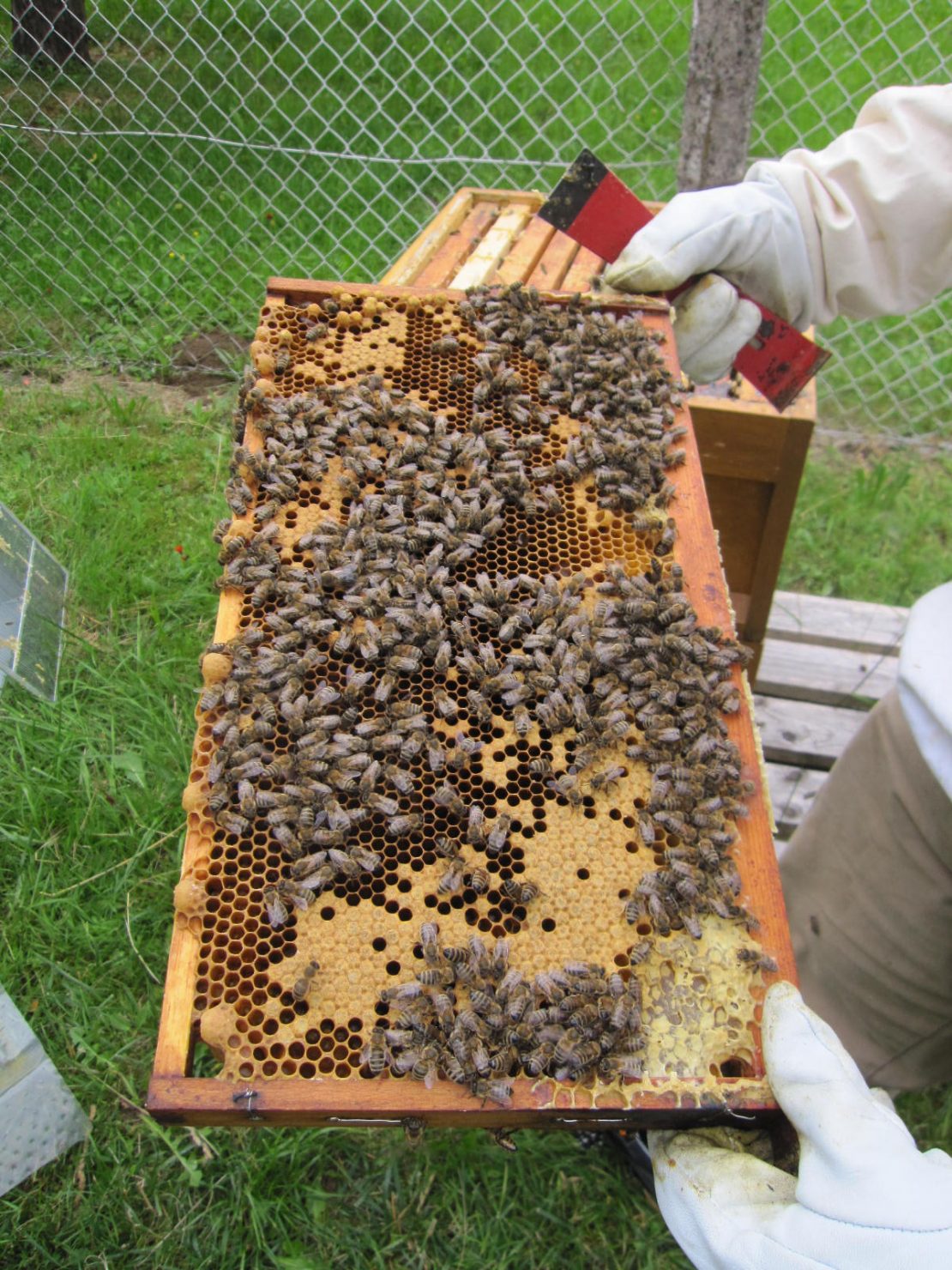 Bienenbild