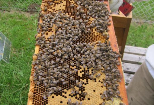 Herzliche Einladung zum Besuch bei den Bienen in der „Imkerei Guber“ am 17.07.2026 um 14.30 Uhr