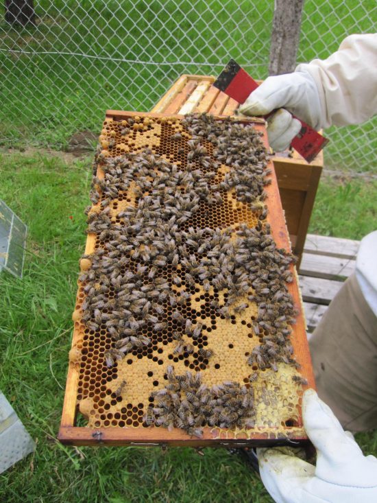 Herzliche Einladung zum Besuch bei den Bienen in der „Imkerei Guber“ am 17.07.2026 um 14.30 Uhr